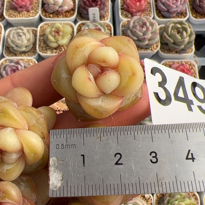 咕***～349 多肉植物组合盆栽