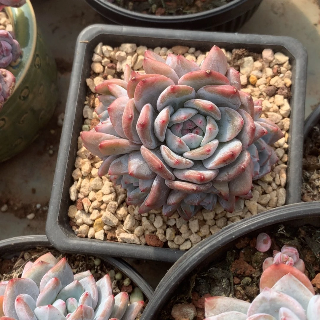 无花朵哈哈哈哈哈哈哈哈哈35