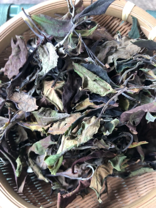 云南腾冲～2025年野生白白茶散茶，香气高扬
