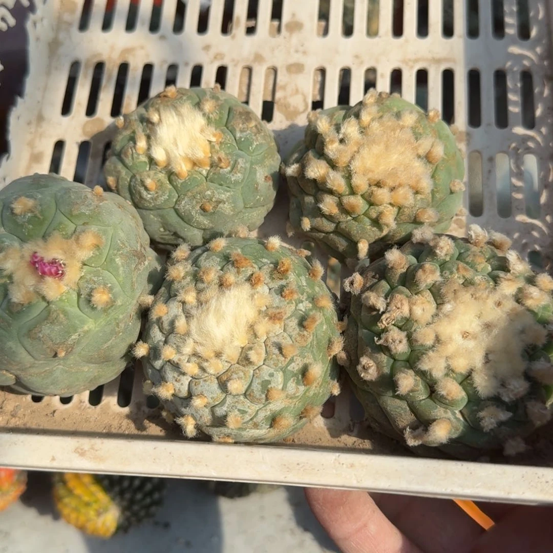 【闪购商品】福利五颗落地小