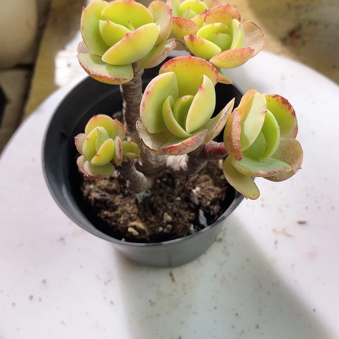 头*号0533  鸡蛋碧桃 六月六