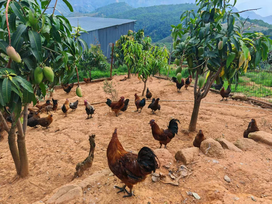 毛脚土鸡跑山鸡生态林下散养--顺丰冷链发货土鸡散养土鸡