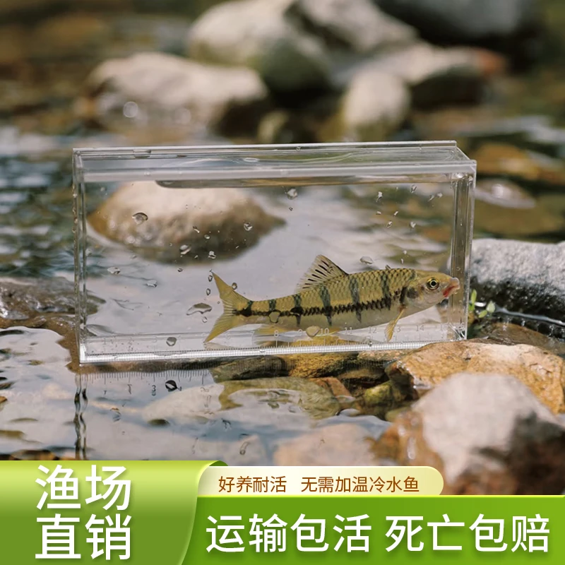 红腹石斑 观赏鱼原生溪流冷水鱼新手好养【D】