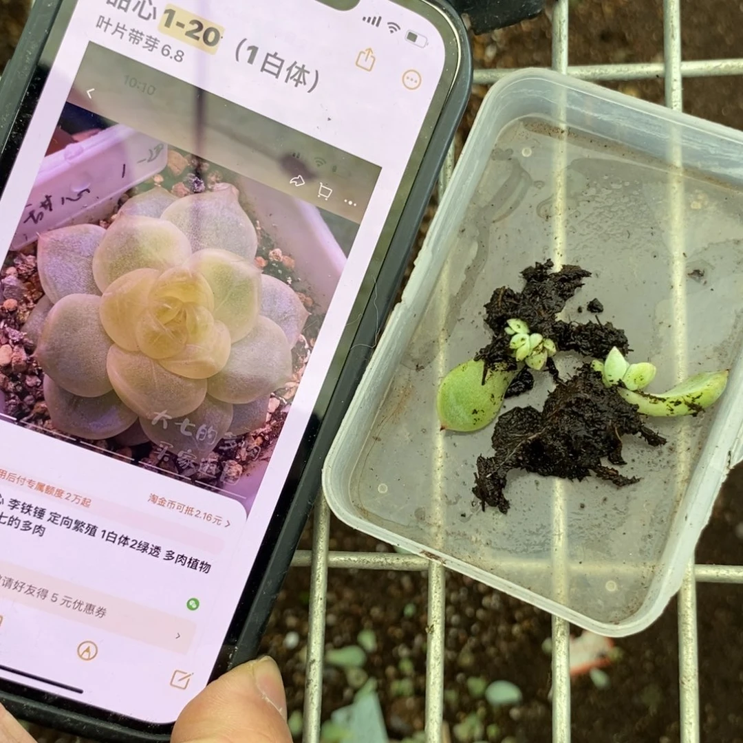 穴盘甜心1-20苗一个