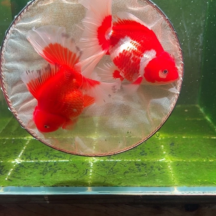 金鱼百褶泰狮压成39