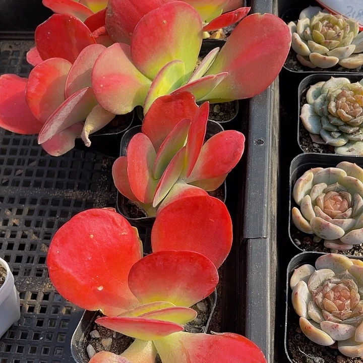 唐印锦带盆土发货