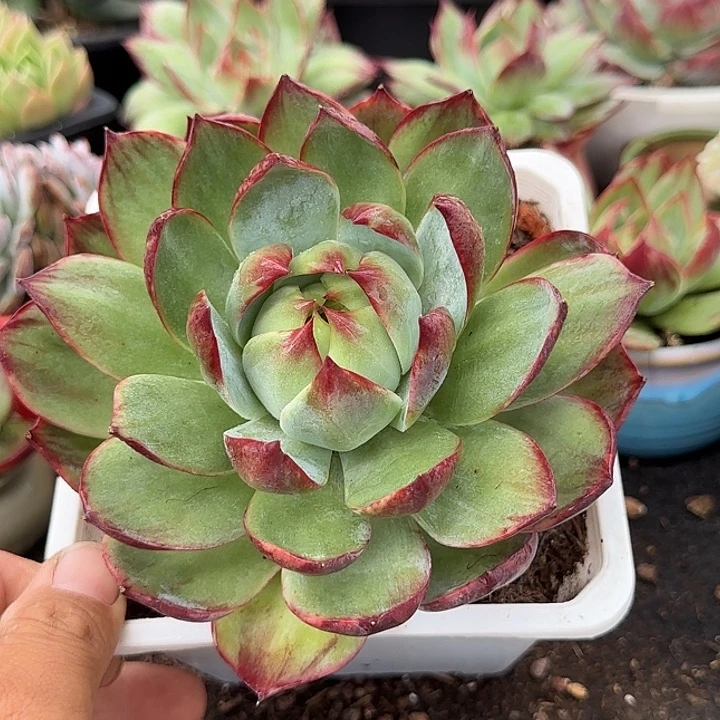 惊鸿一物一拍包装收缩花旱