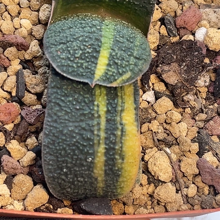 卧牛锦一物一拍拍1号