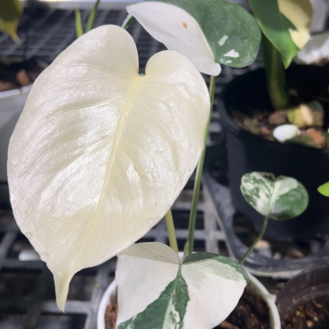 完全开放花叶短白种子苗