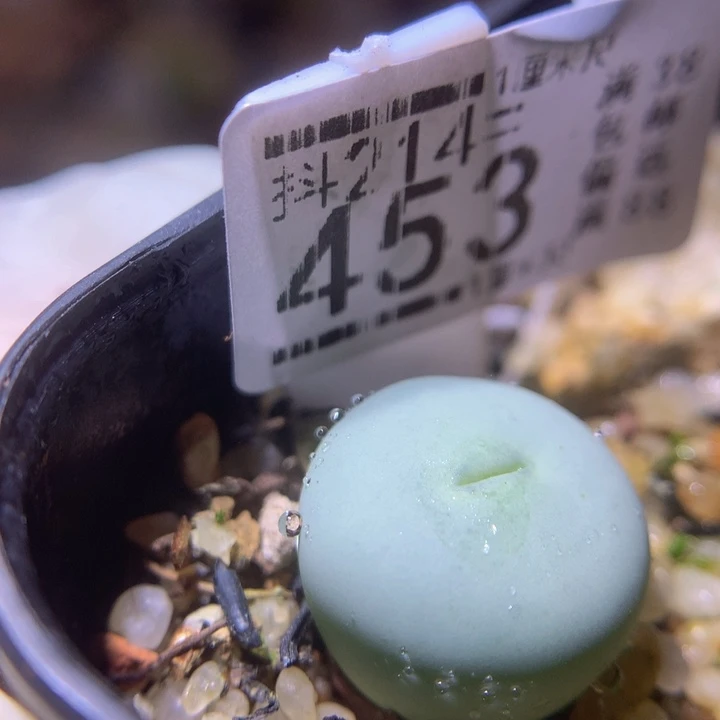 精品生石花214.453