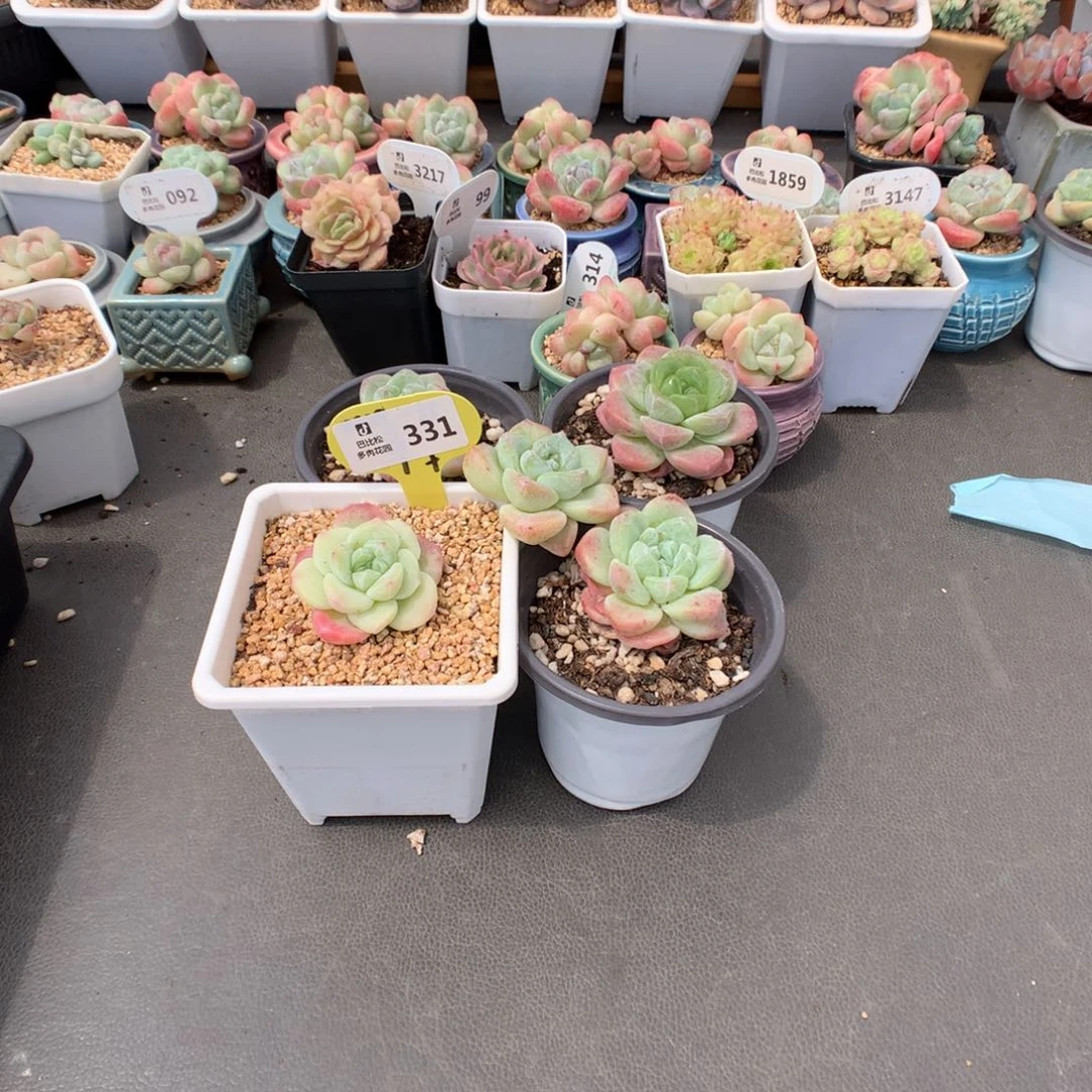 j***p331 冰玉石化多肉