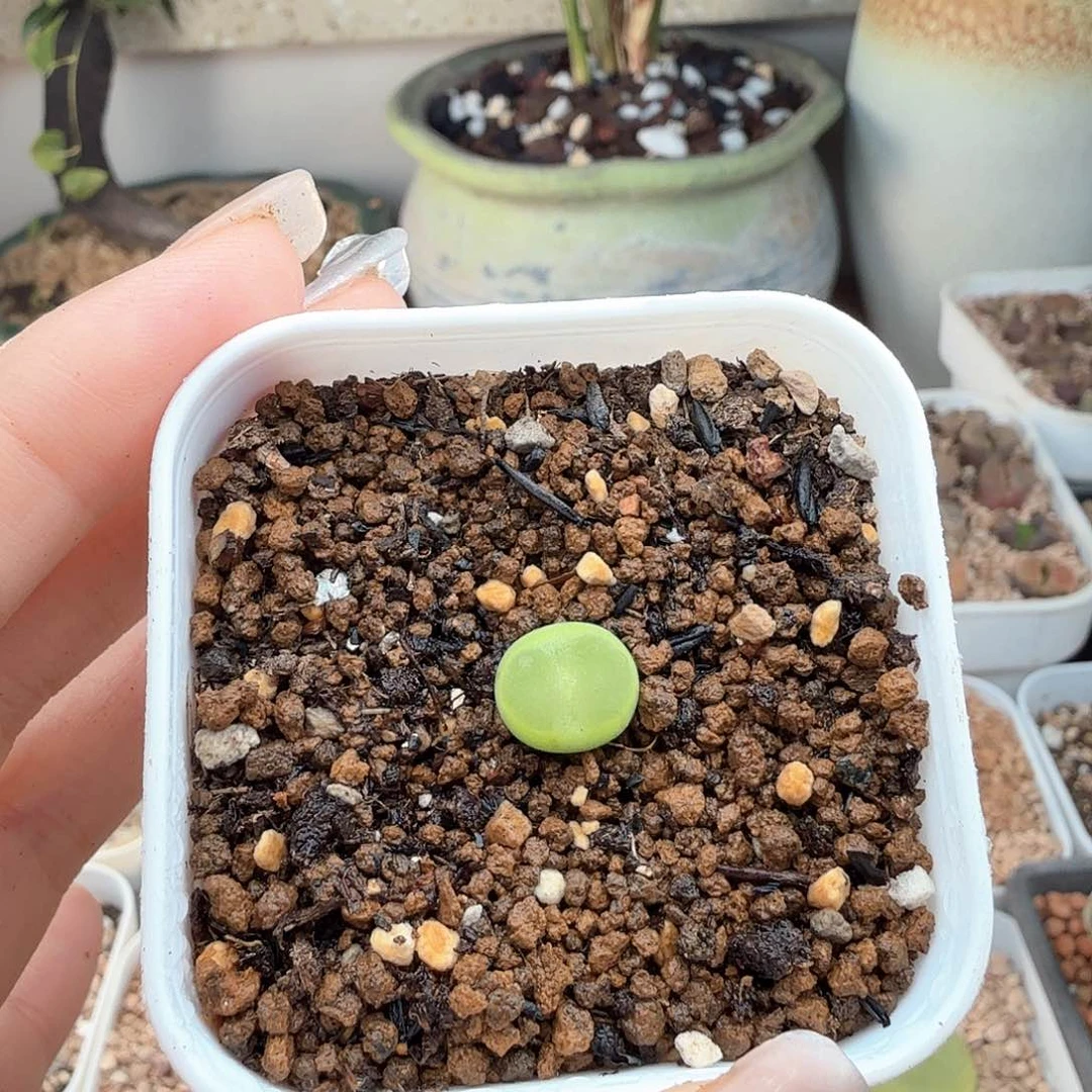 月****）2.512/苒苒的紫皮拉登/多肉植物