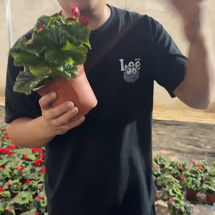 大部分花苞少量开放带花苞风暴