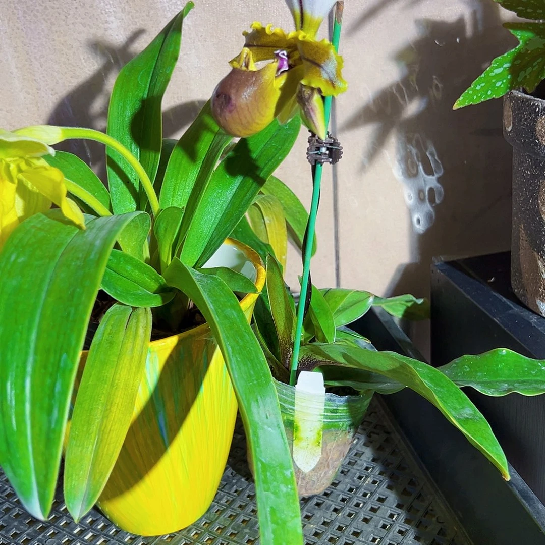 无花朵兜兰秋海棠