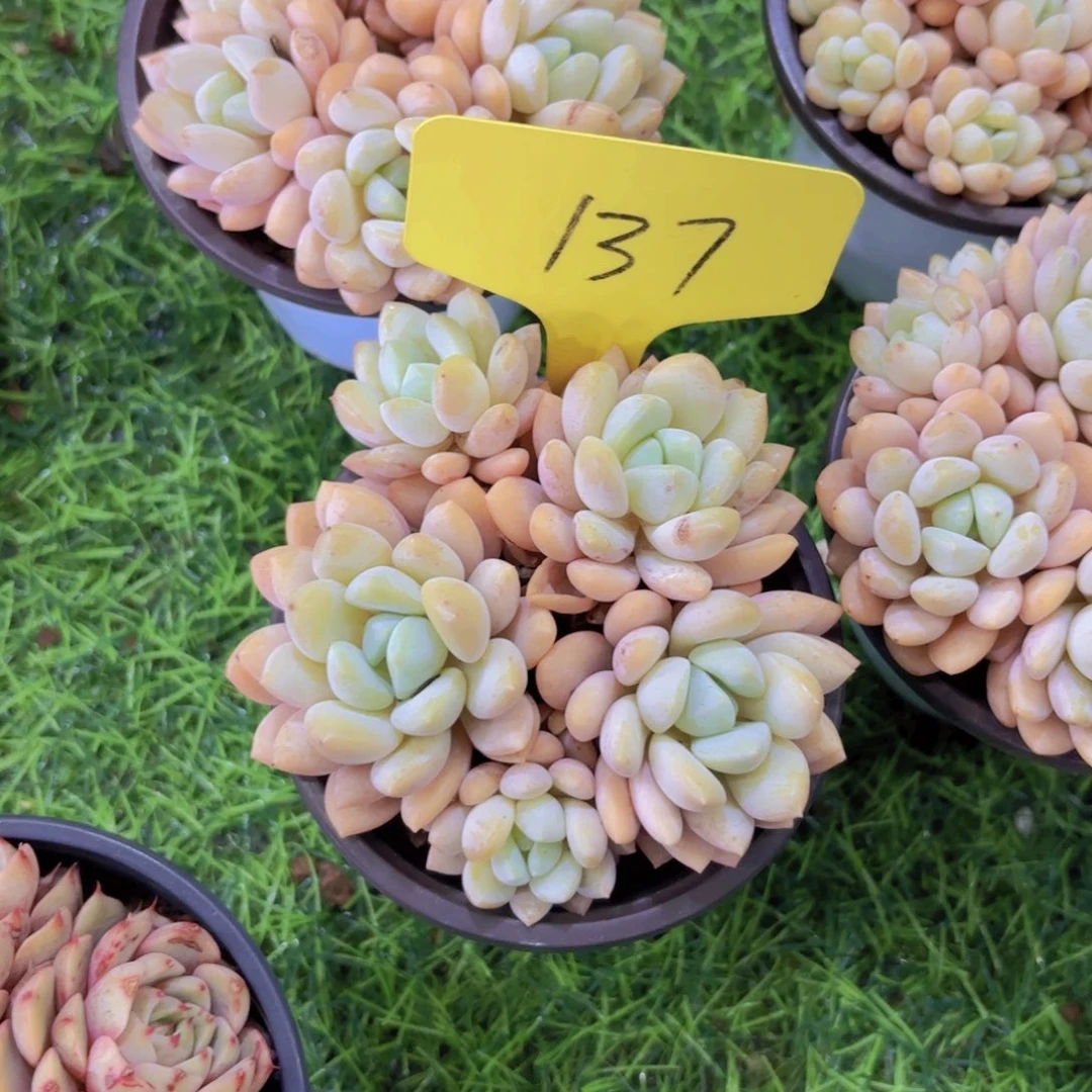 我***了我的小可爱小可爱小可爱