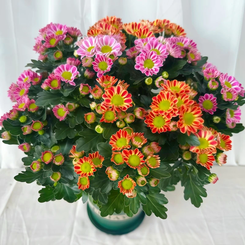 混色鲁一尼盆栽四季开花多年生长好养室内阳台庭院观花植物花卉