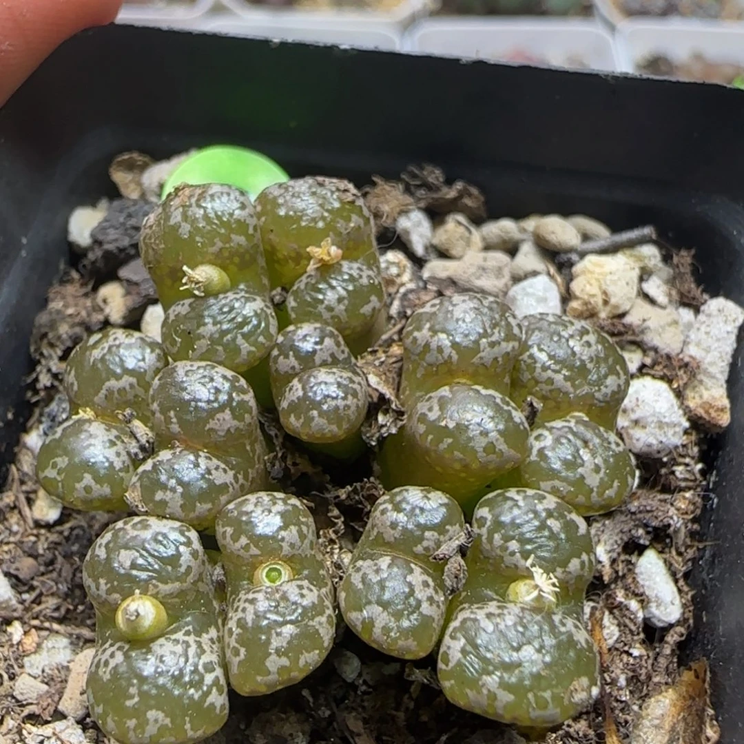 漂漂亮亮多肉植物20