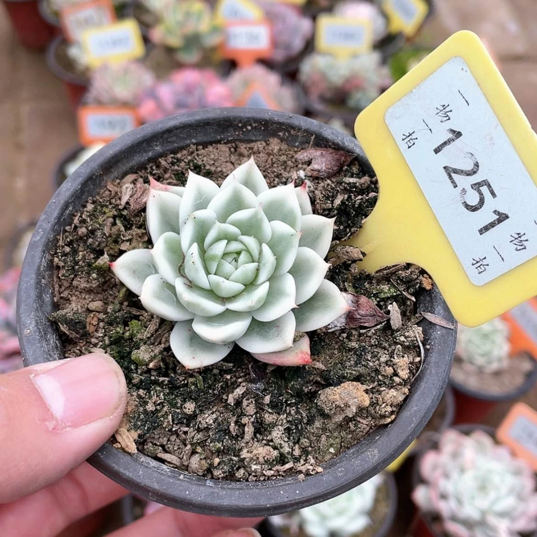 【闪购商品】1251号