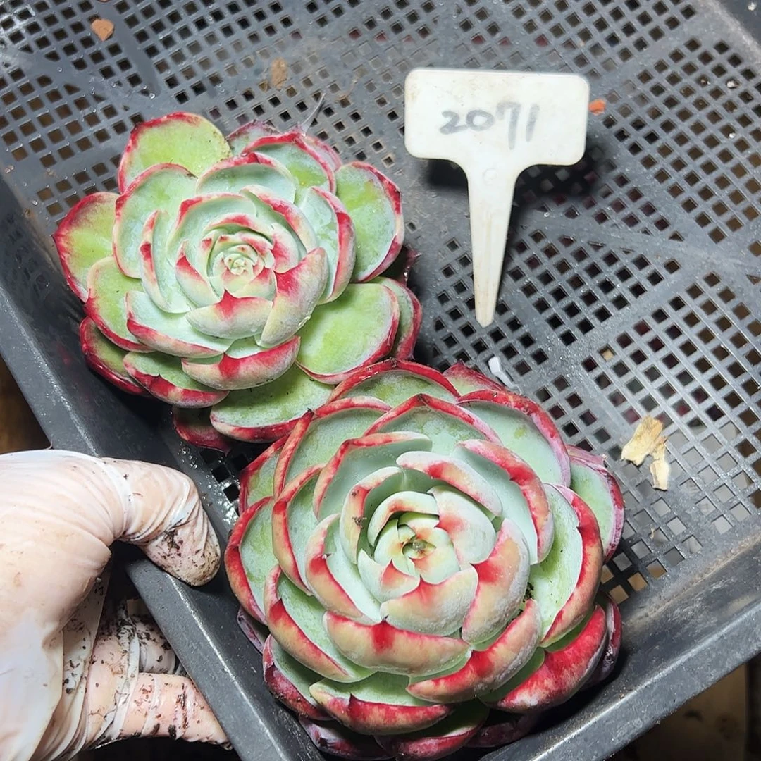 靈***芝惊鸿仙子两颗2071号