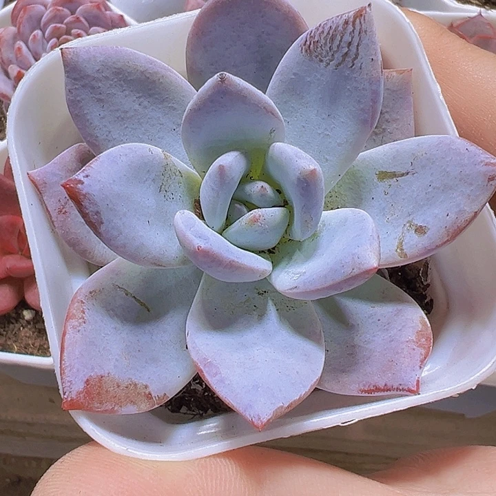 嫦娥19包邮多肉植物