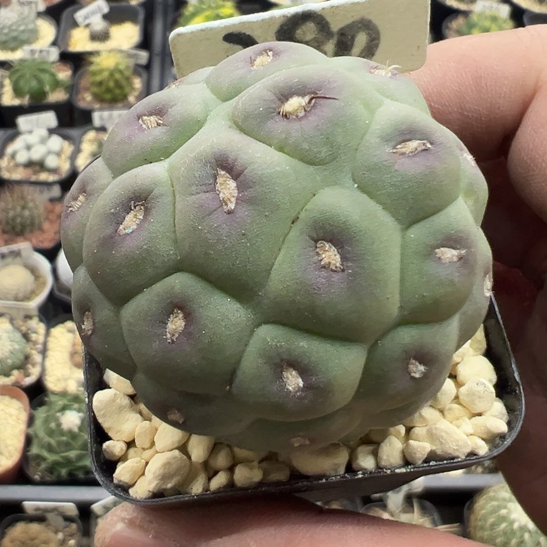 280实生一代侧习志野