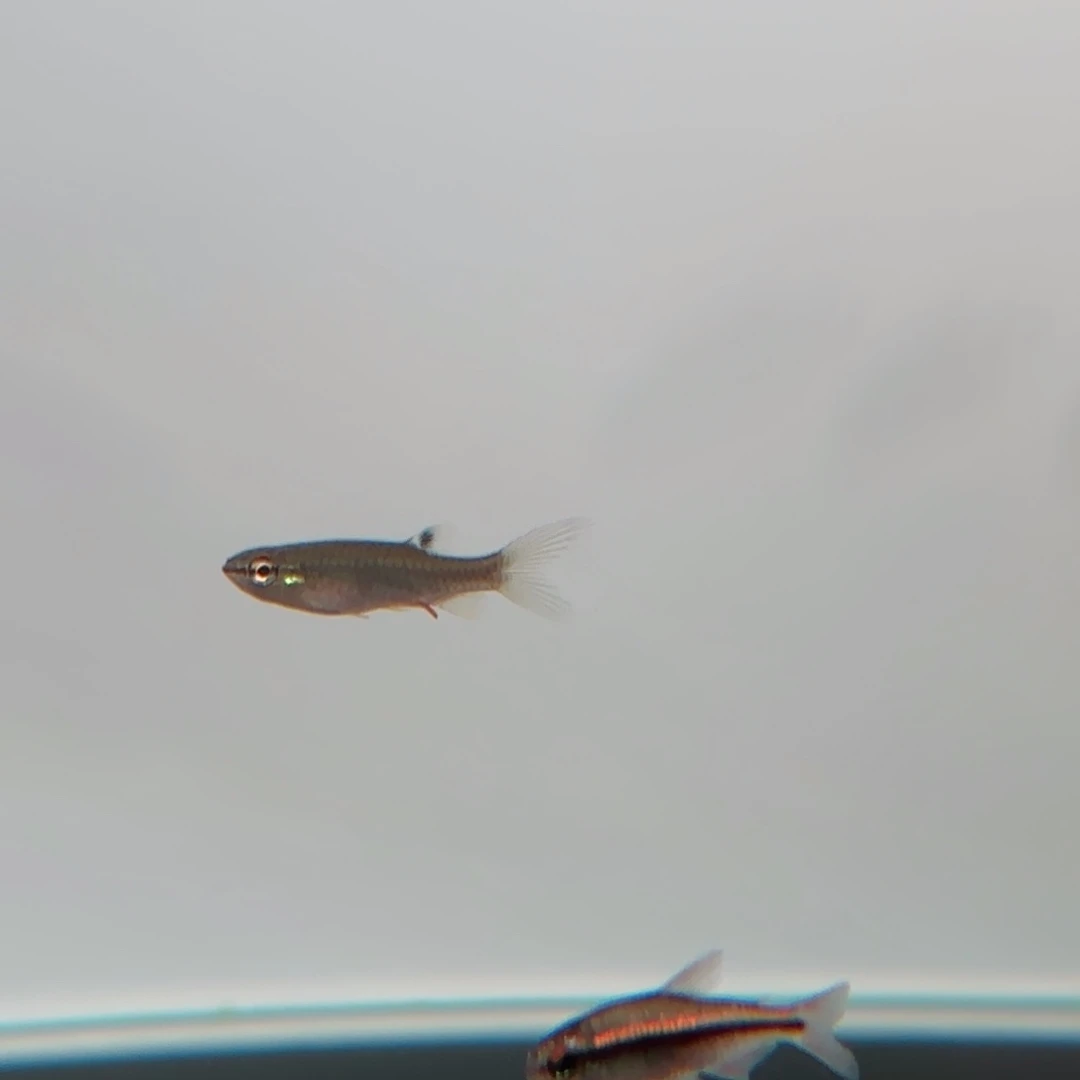 X***T灯科鱼B154溅水一条