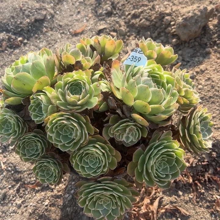 海王丛林多肉植物359