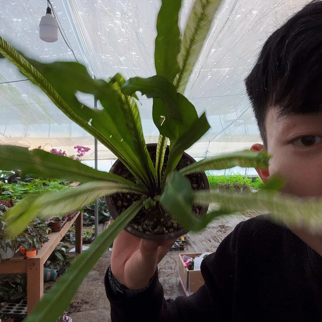 完全开放白锦鸟巢蕨一颗