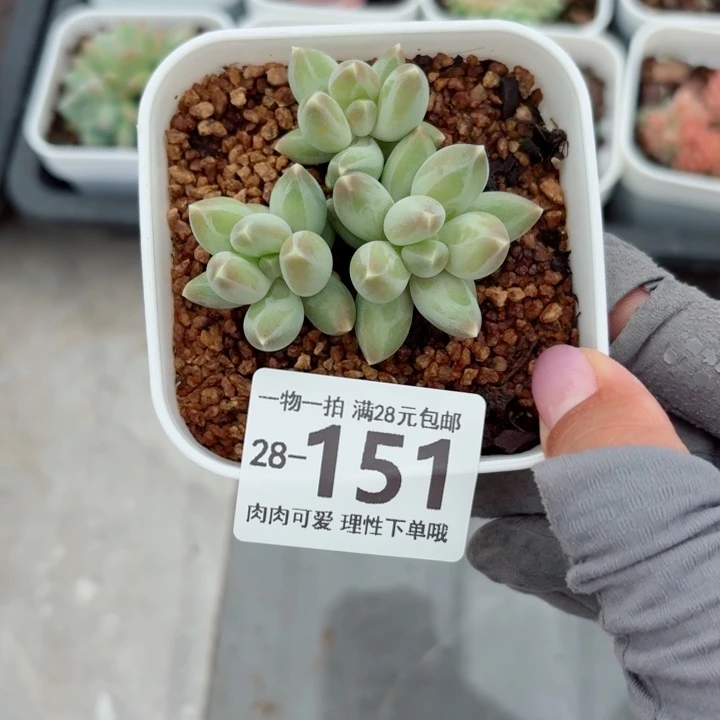 松果美人无盆土无发货无盆