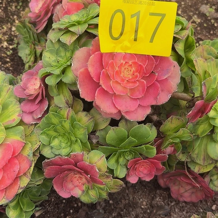 多肉植物知否017一