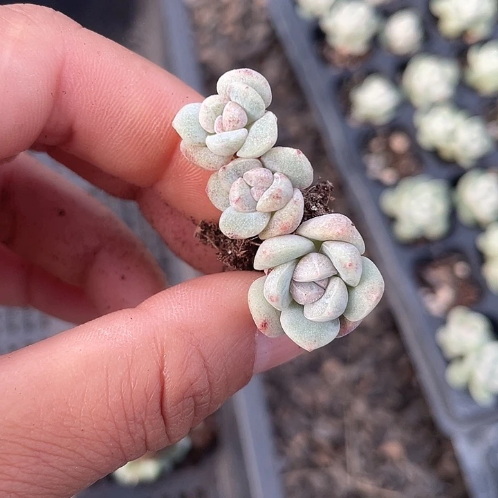 文***文一物一拍满18包邮