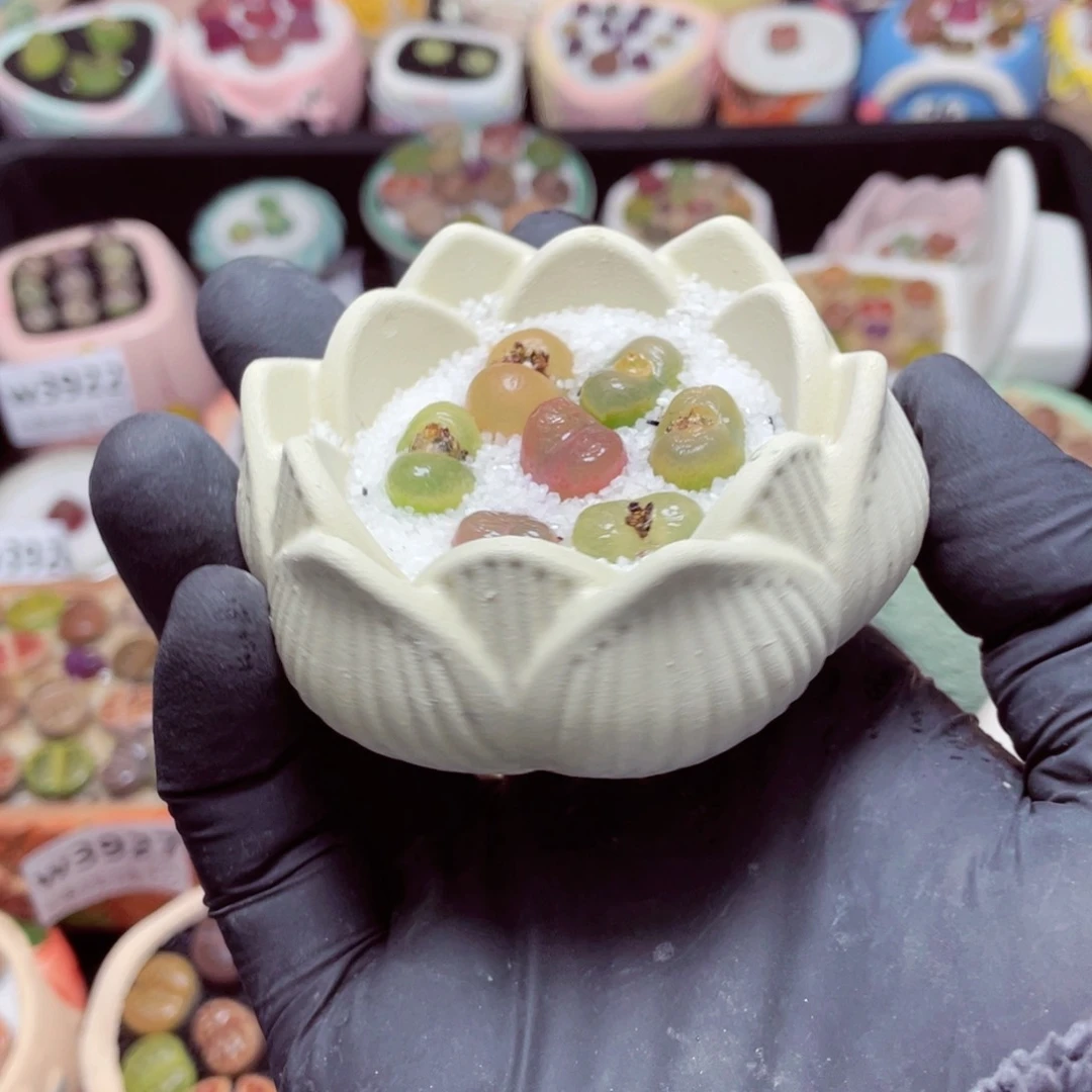 w3934--带盆土发货，零下地区拍保温箱