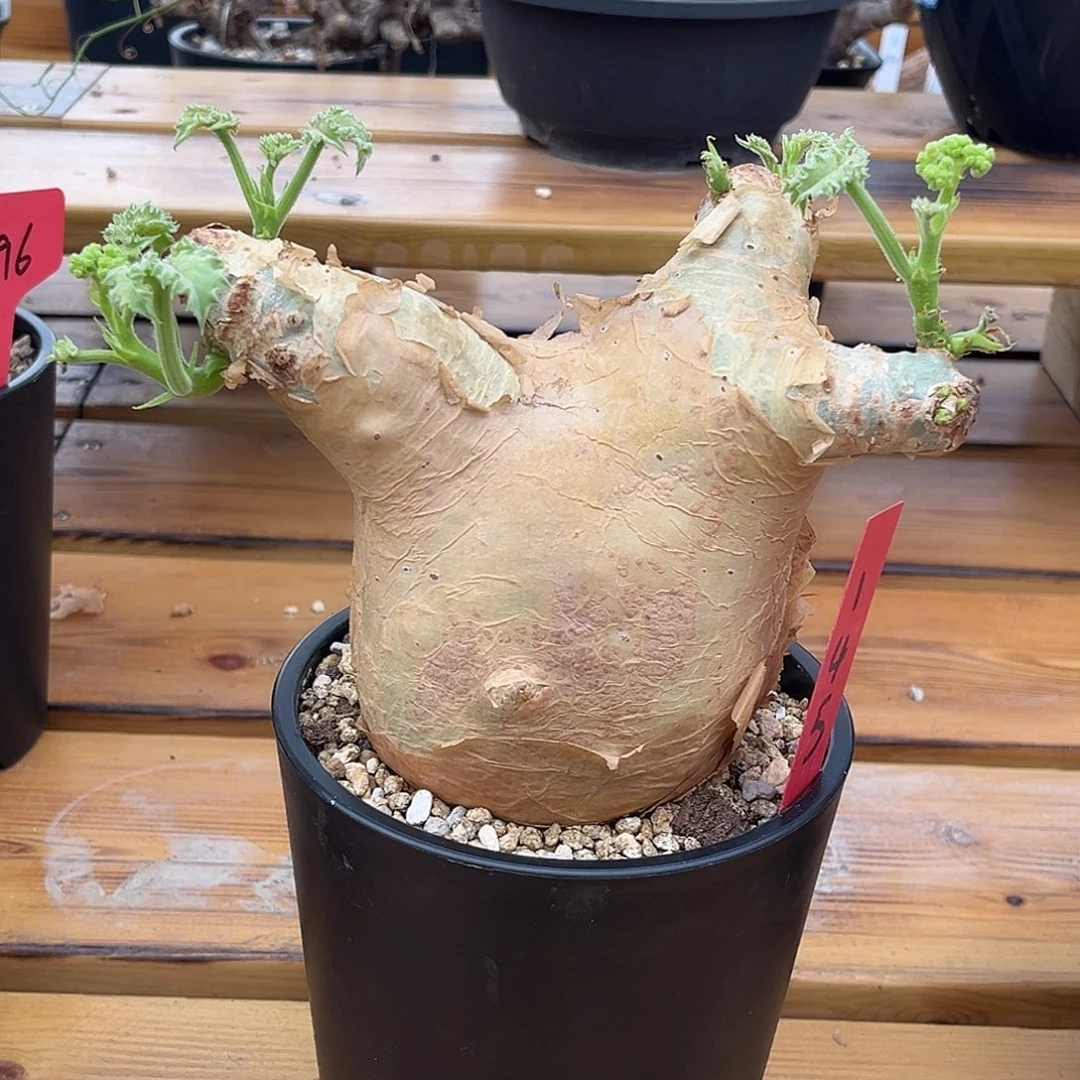 精品安哥拉葡萄翁，145