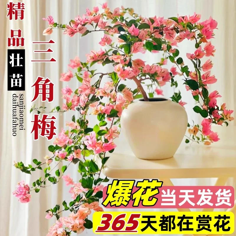 三角梅盆栽带花重瓣四季开花卉绿植物室内漳红樱绿樱阳台庭院大苗