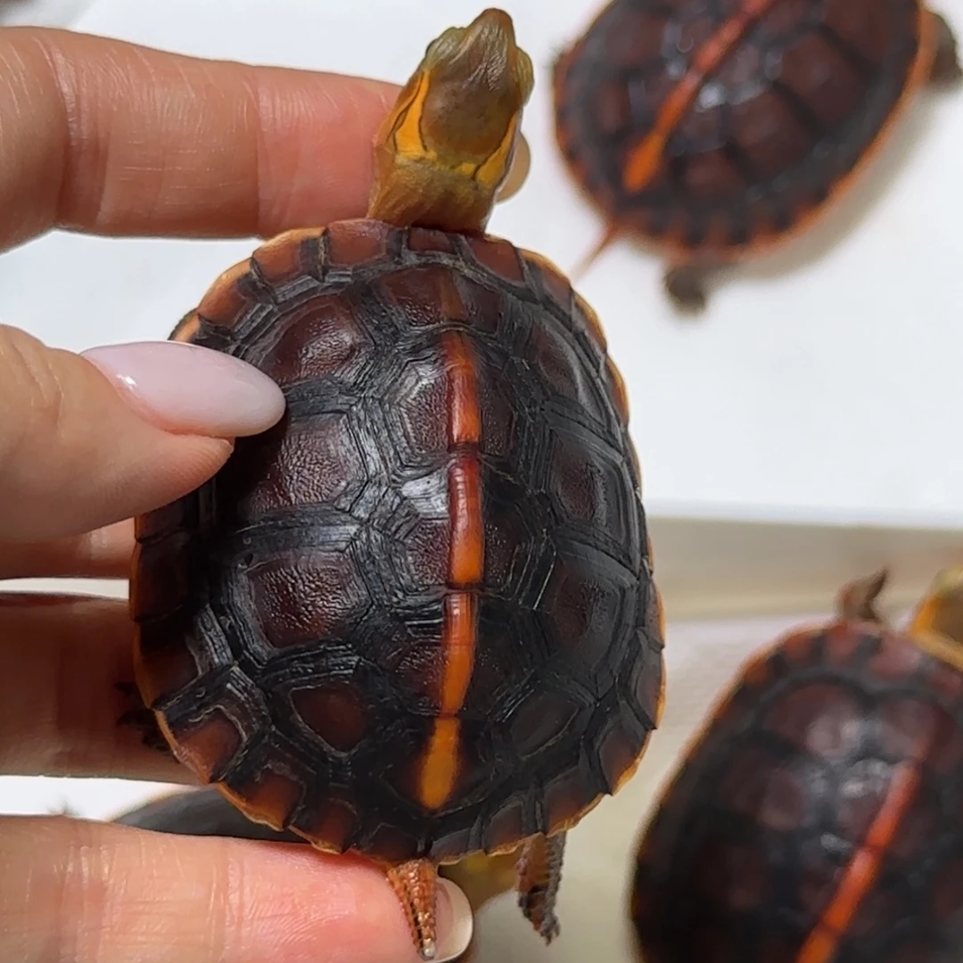 宠物龟不分公母黄缘龟苗