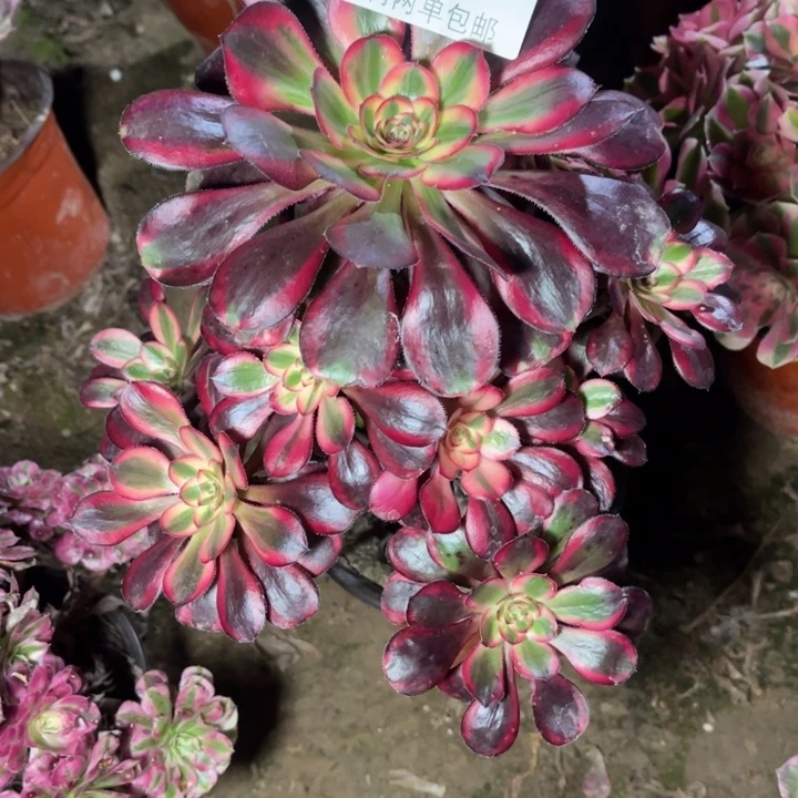 6500香奈的的的多肉