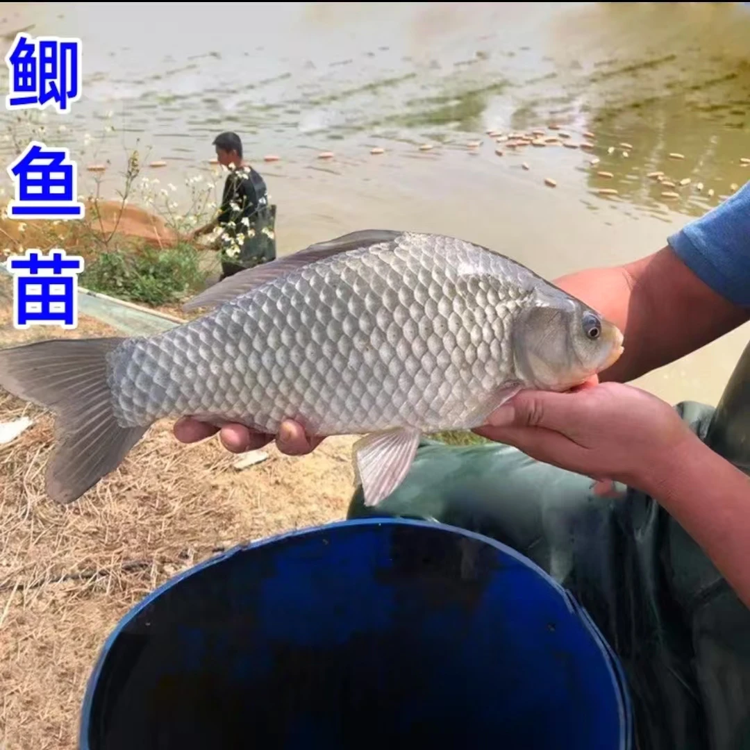 淡水鲫鱼中科五号工程鲫湘云鲫高背鲫淡水养殖活体观赏鲫鱼饲养