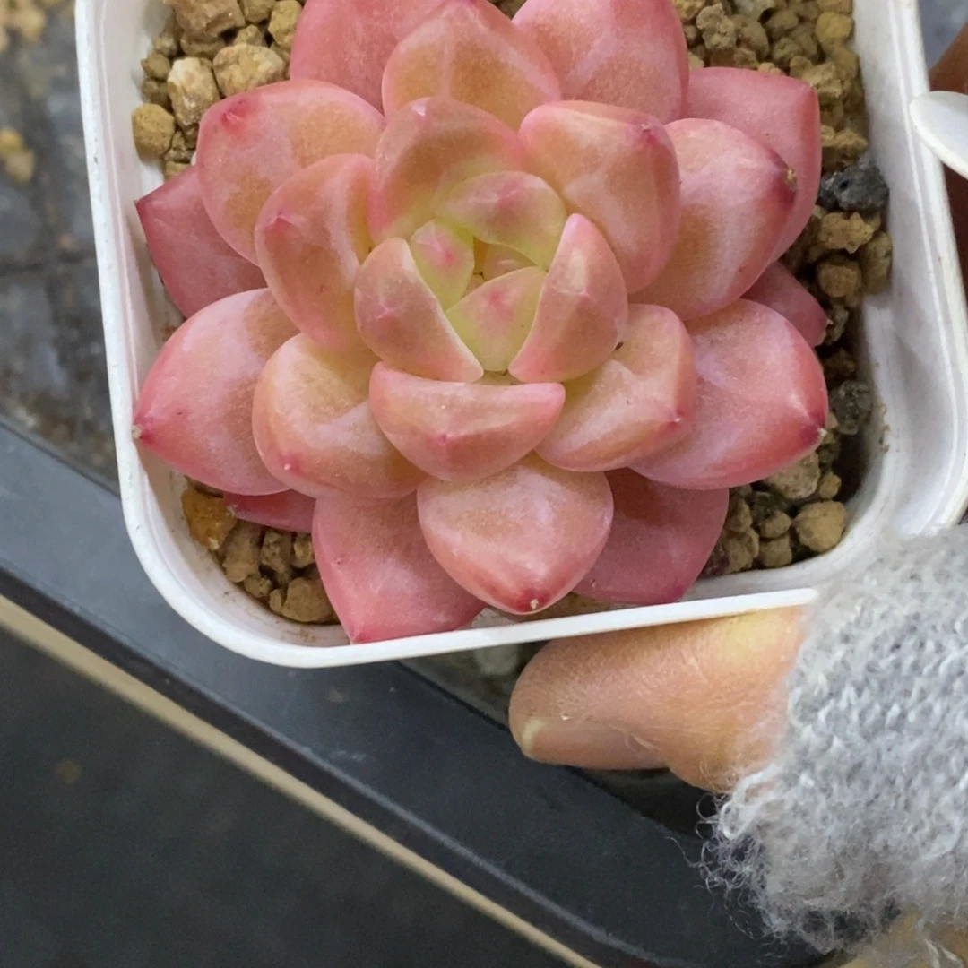 精品多肉一物一怕不包整259