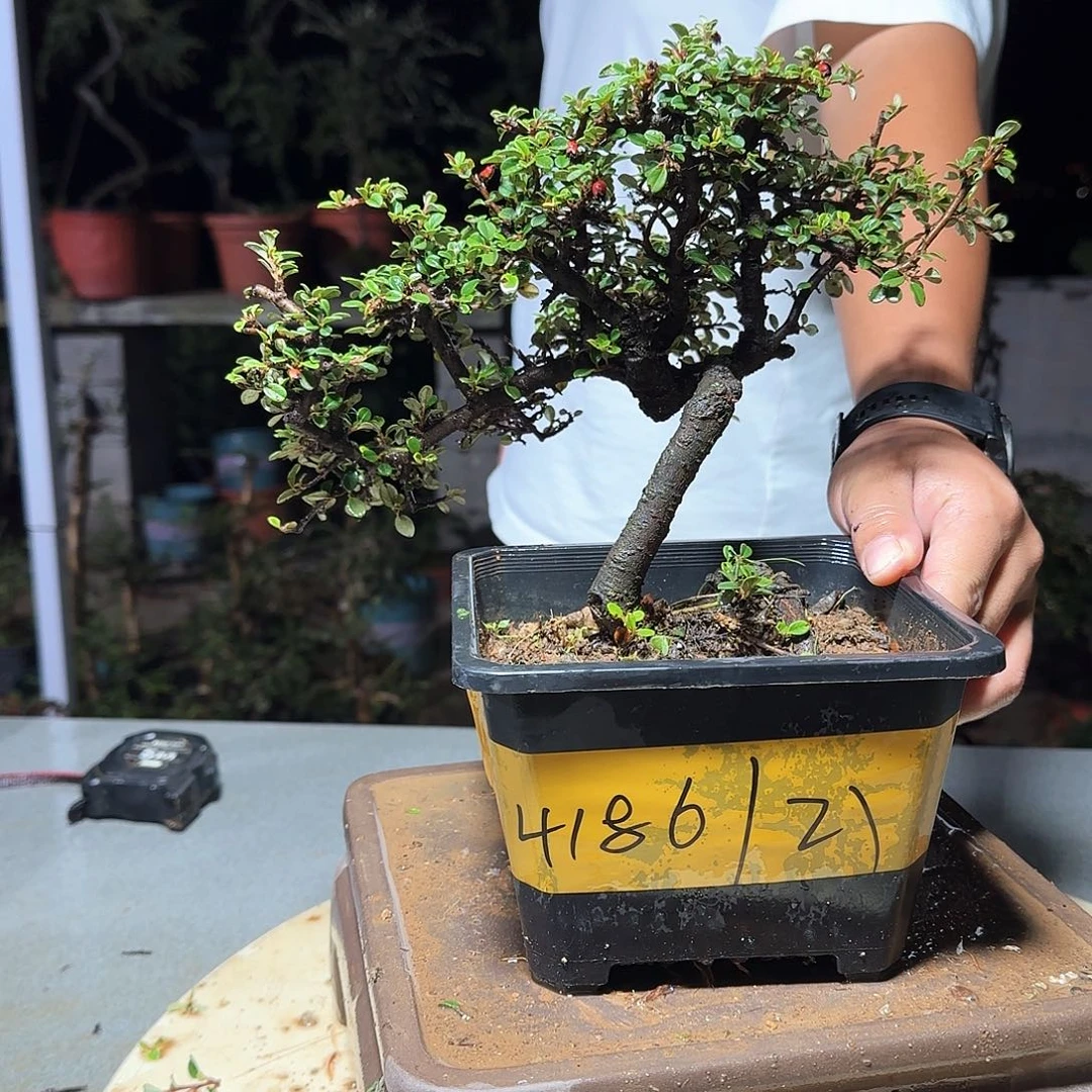 完全开放白花栒子