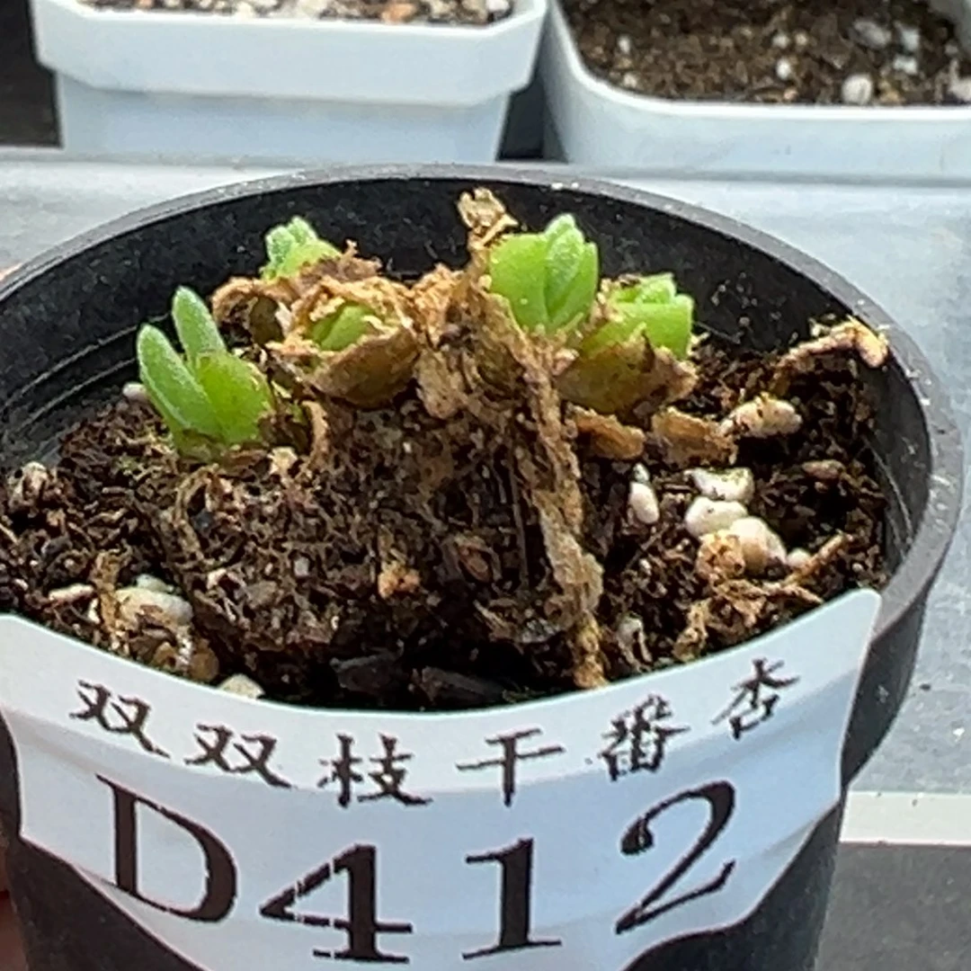 412碧光环