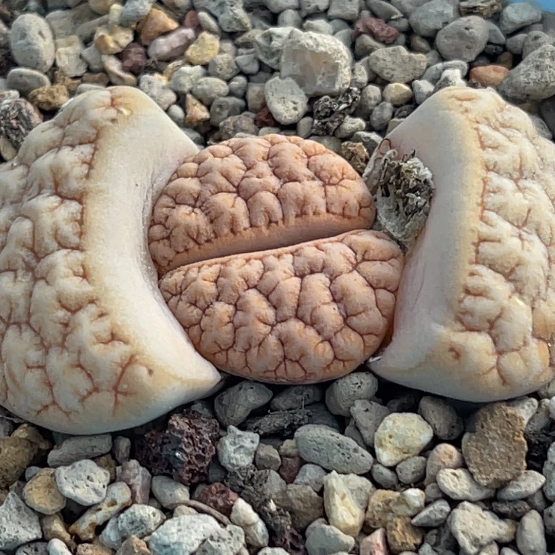 7565凹凸铁189一颗