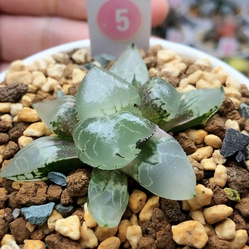 【闪购商品】5冰皇
