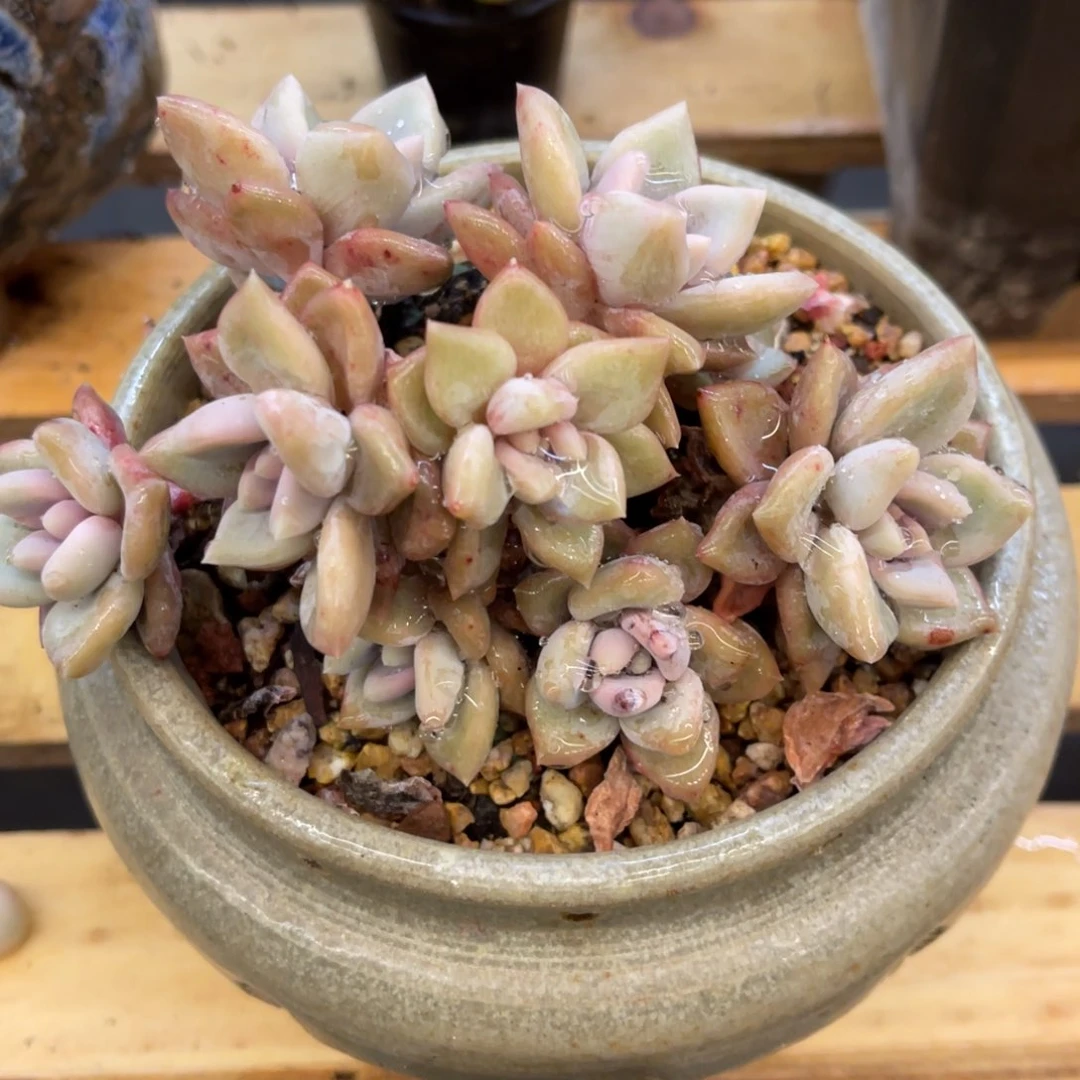 小**.737373835533883