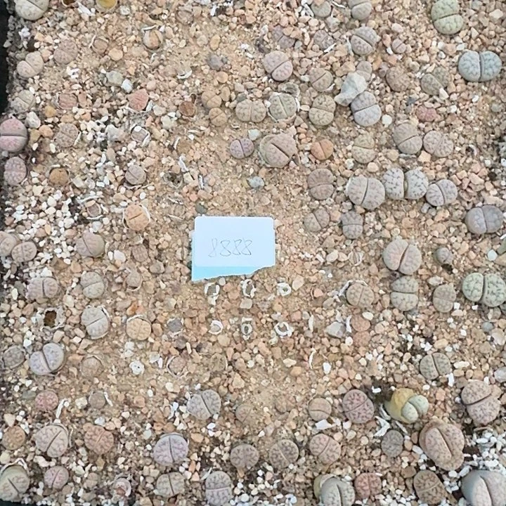 布*8888清框特价261荒玉带盆土发货