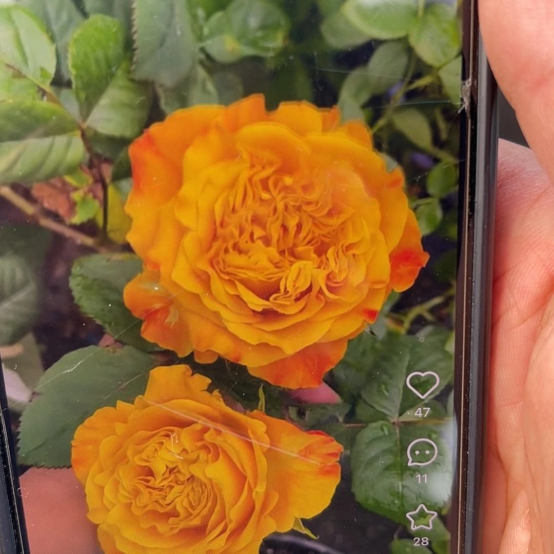 无花朵———芒果酒吧 福利款