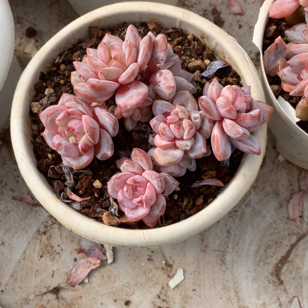 无花朵哈哈哈哈哈哈哈哈哈50