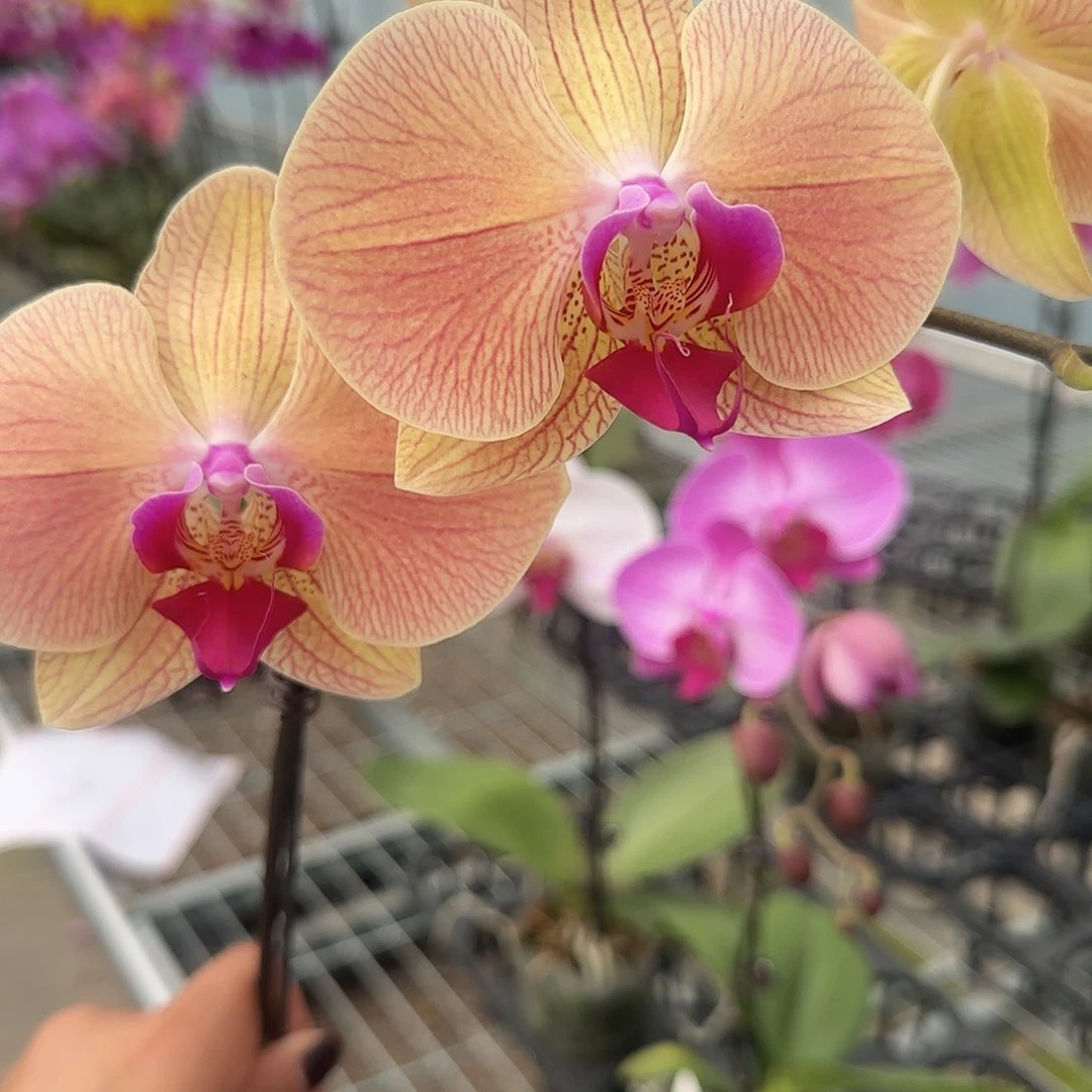大部分花苞少量开放A026带花发无售后