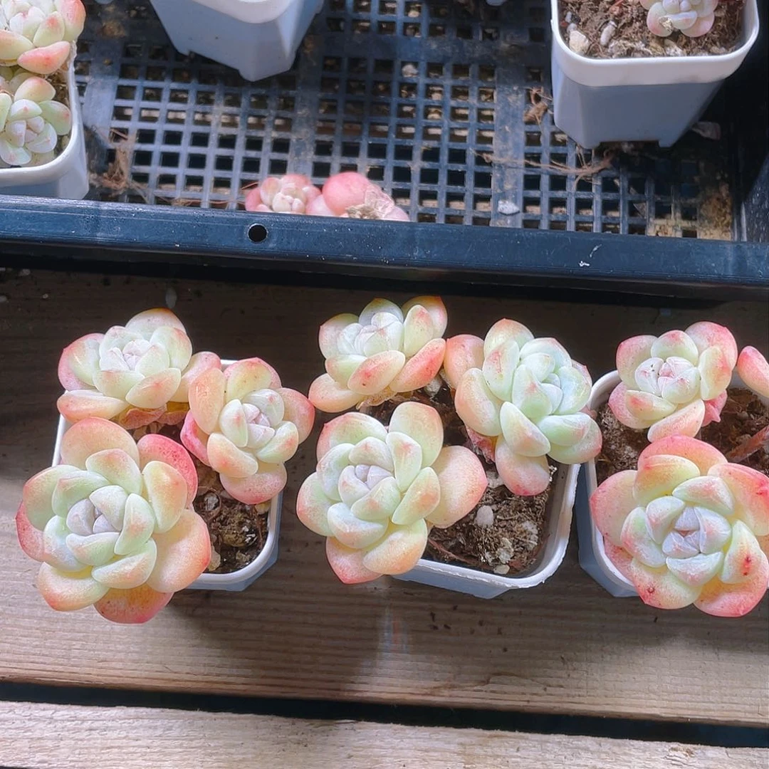 三头杆子冰玉不包整盆一个满25包邮