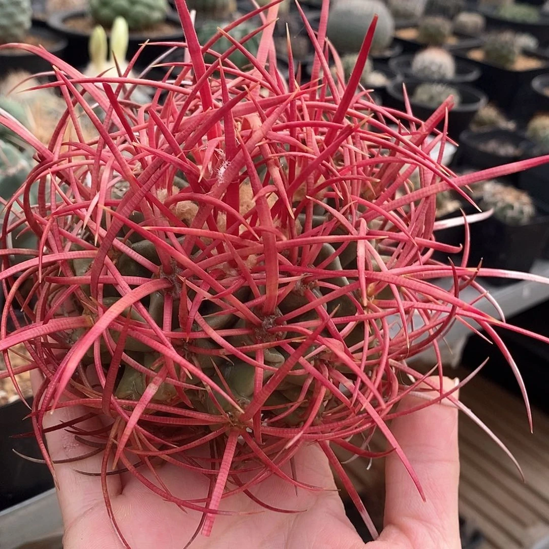 小****鱼大龙冠仙人球1棵