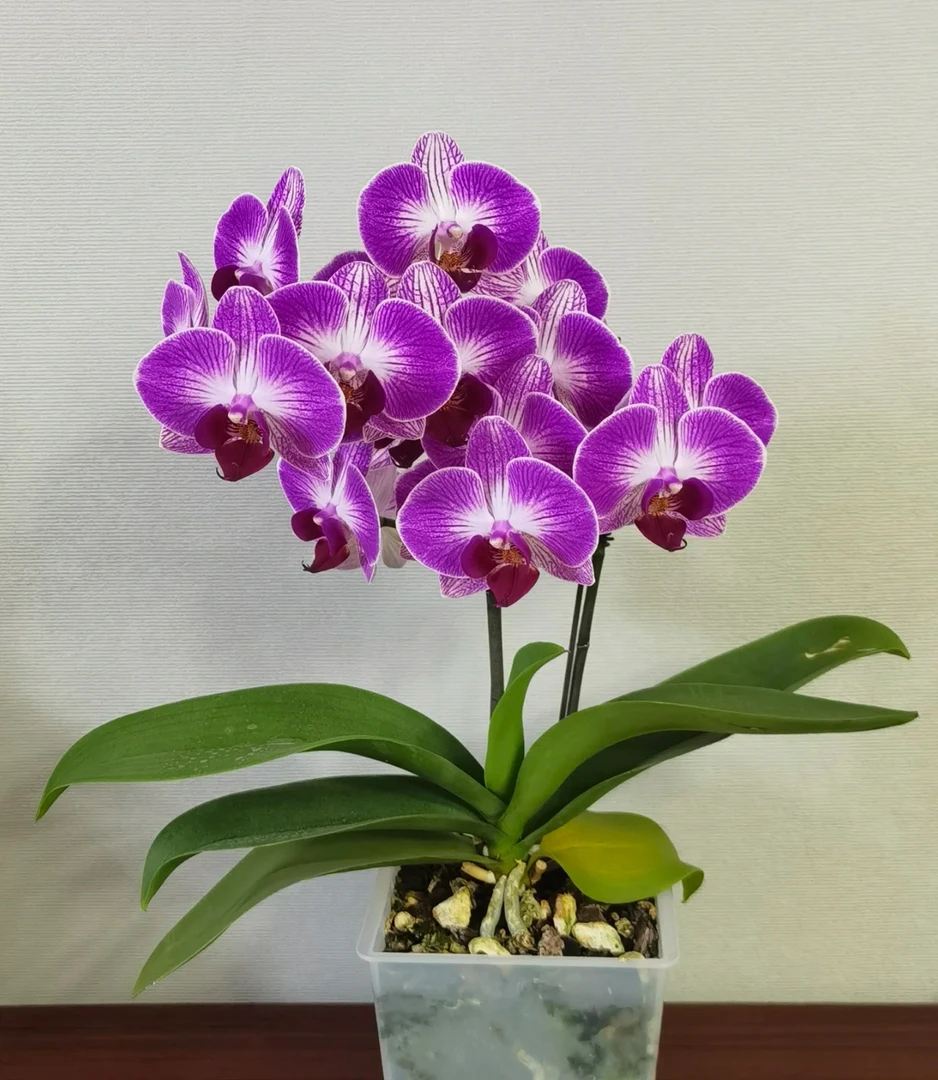 1.7寸杯天堂鸟蝴蝶兰